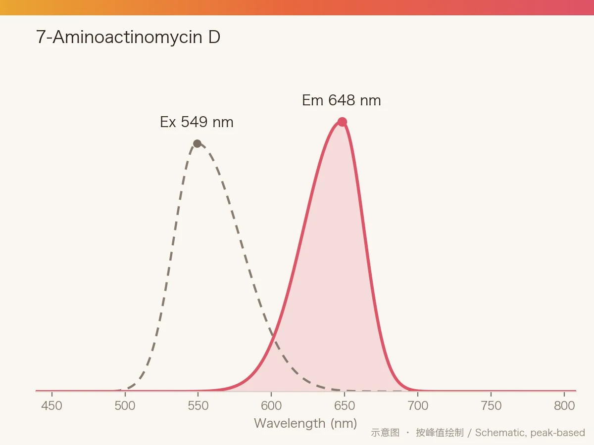 7-Aminoactinomycin D 的激发/发射光谱示意图
