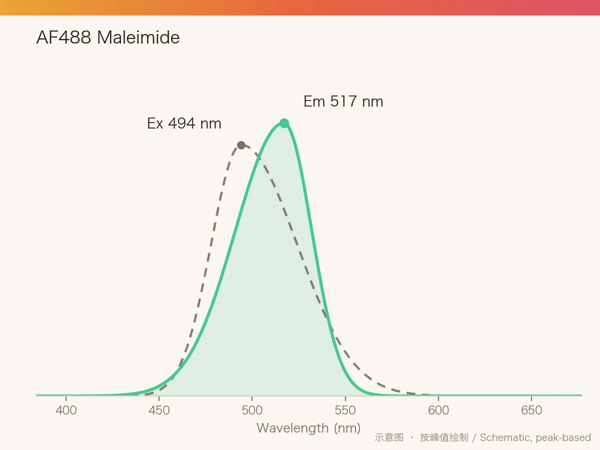 AF488 Maleimide 的激发/发射光谱示意图