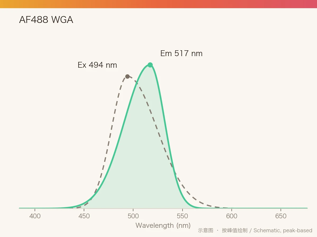 AF488 WGA 的激发/发射光谱示意图