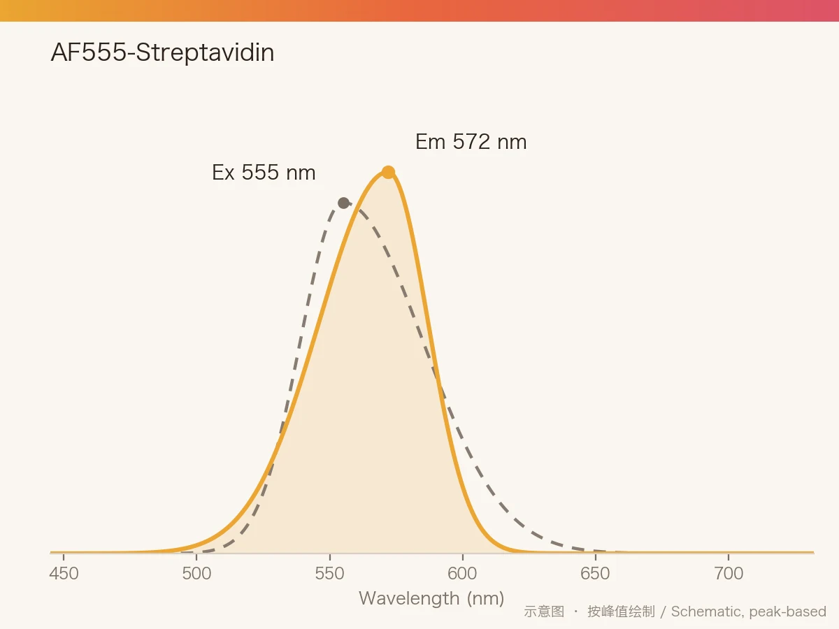 AF555-Streptavidin 的激发/发射光谱示意图