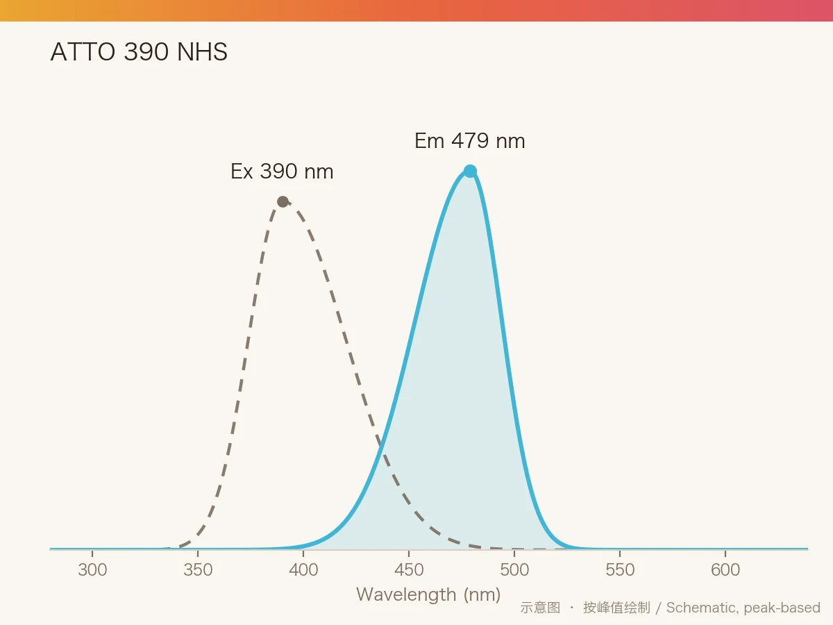 ATTO 390 NHS Ester 的激发/发射光谱示意图