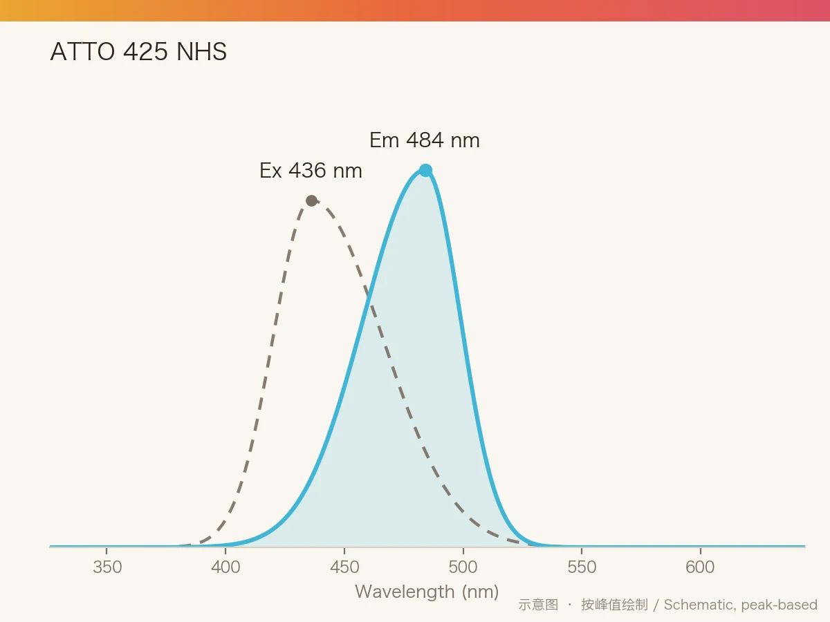 ATTO 425 NHS Ester 的激发/发射光谱示意图
