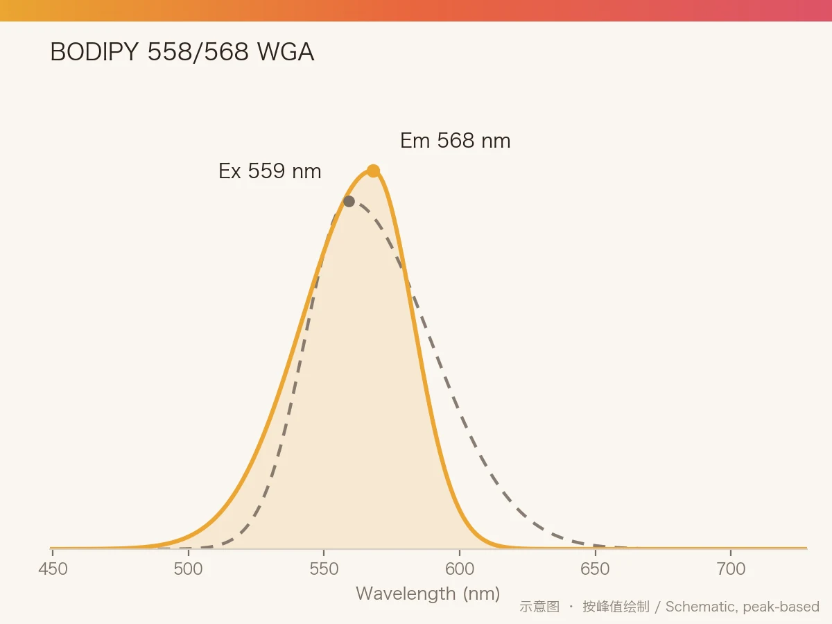 BODIPY 558/568 WGA 的激发/发射光谱示意图