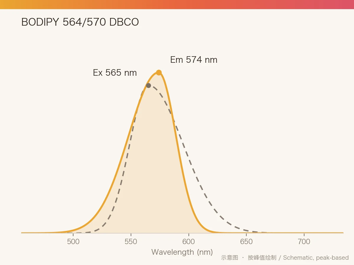 BODIPY 564/570 DBCO 的激发/发射光谱示意图