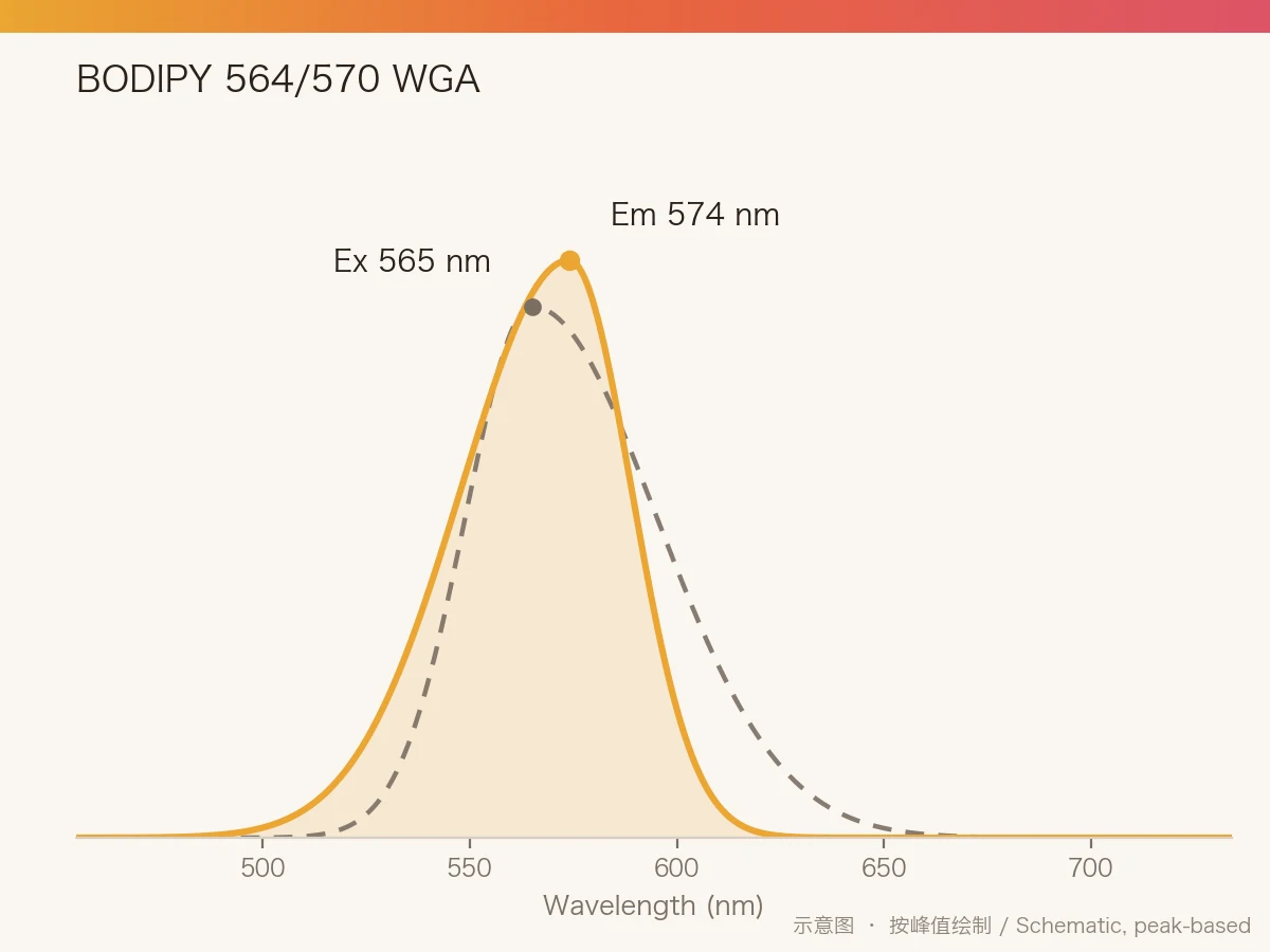 BODIPY 564/570 WGA 的激发/发射光谱示意图