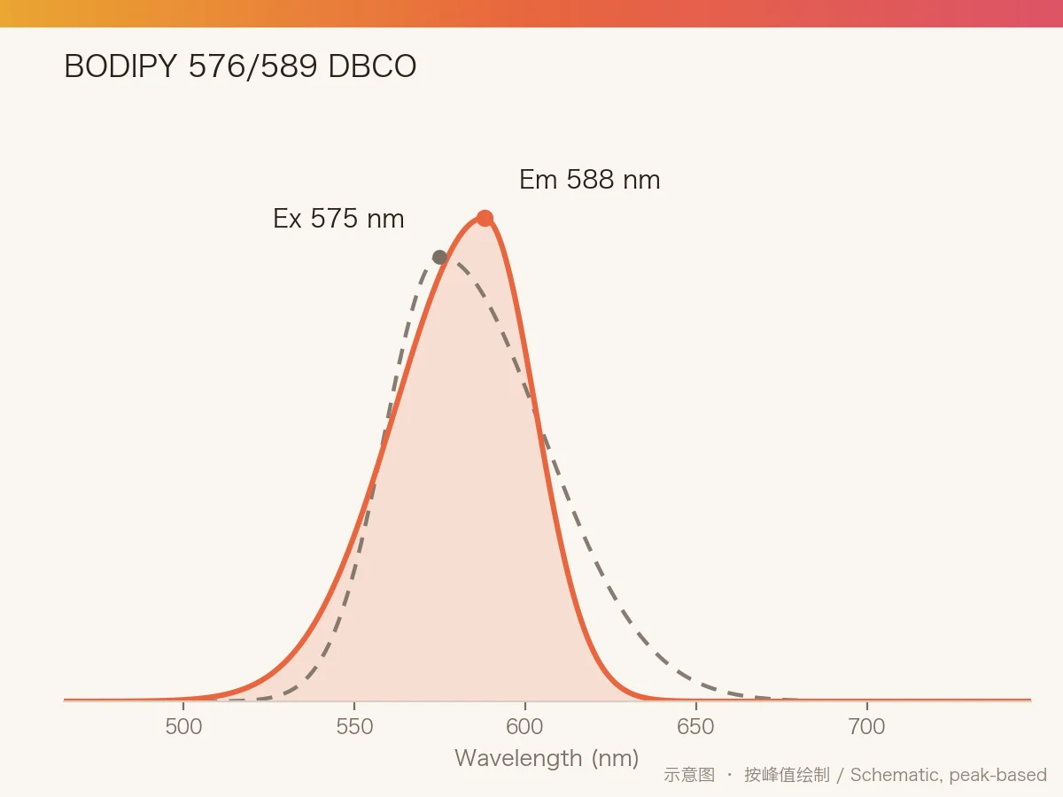 BODIPY 576/589 DBCO 的激发/发射光谱示意图