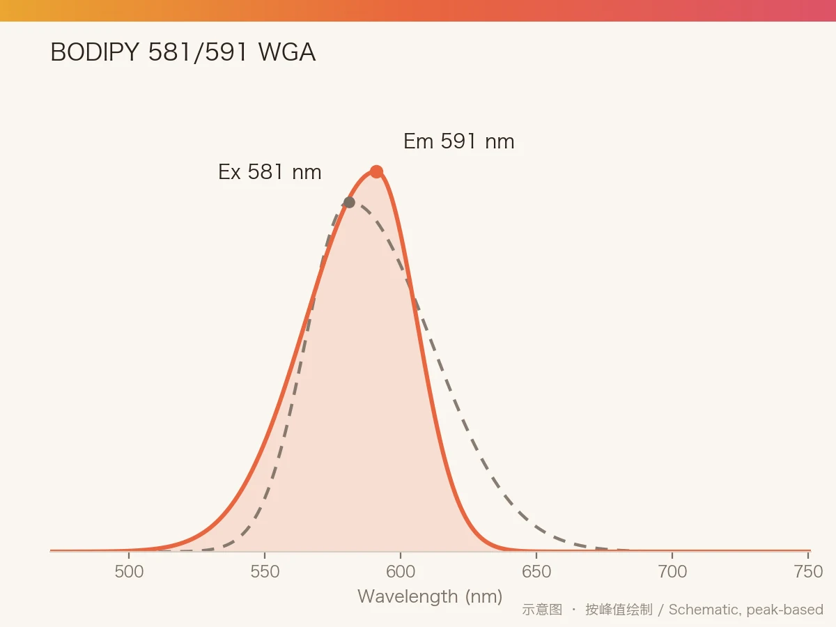 BODIPY 581/591 WGA 的激发/发射光谱示意图