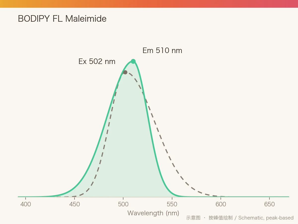 BODIPY FL Maleimide 的激发/发射光谱示意图