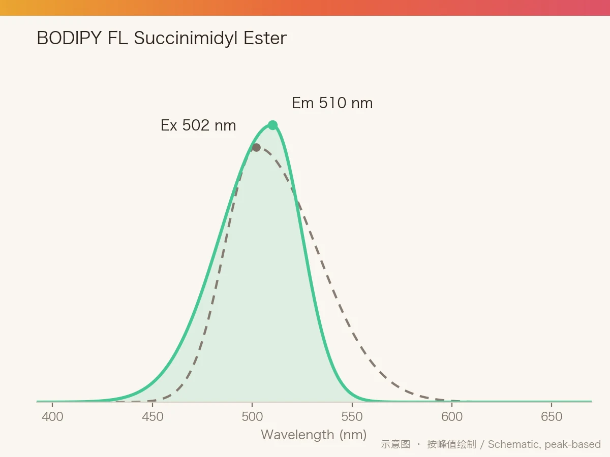 BODIPY FL Succinimidyl Ester 的激发/发射光谱示意图