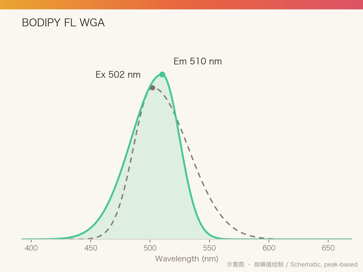 BODIPY FL WGA 的激发/发射光谱示意图