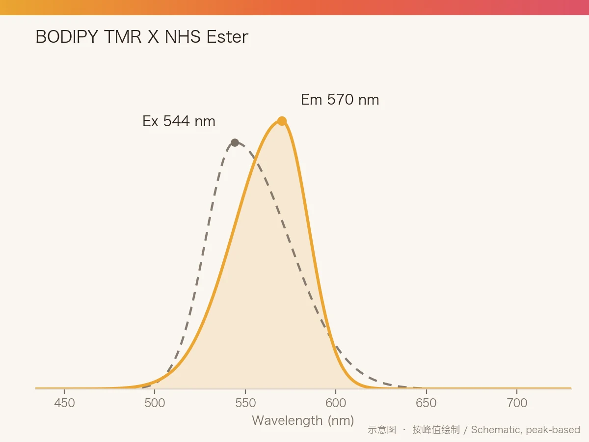 BODIPY TMR X NHS Ester 的激发/发射光谱示意图