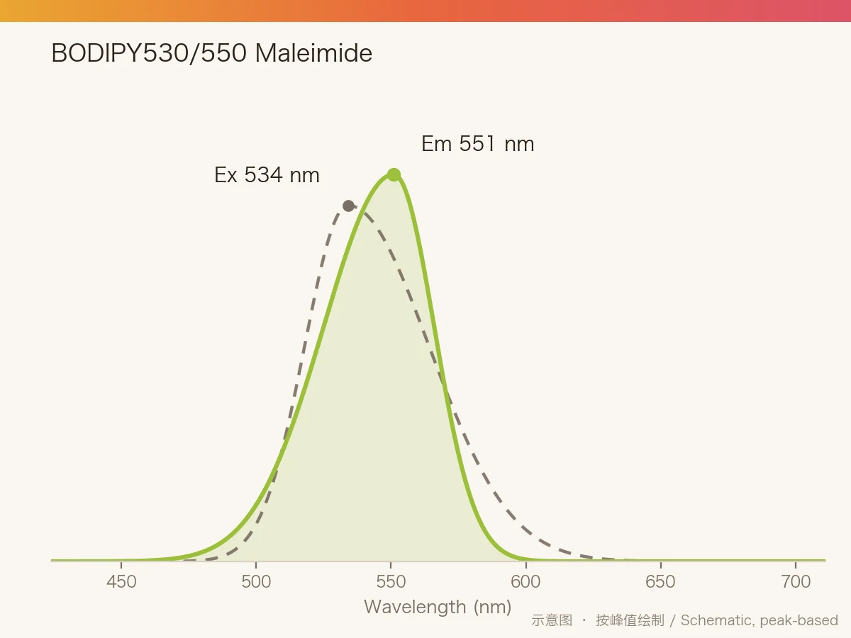 BODIPY530/550 Maleimide 的激发/发射光谱示意图