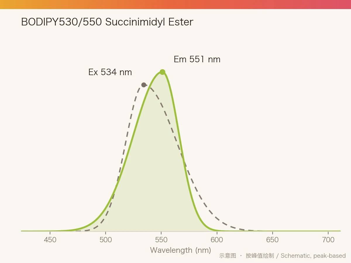 BODIPY530/550 Succinimidyl Ester 的激发/发射光谱示意图