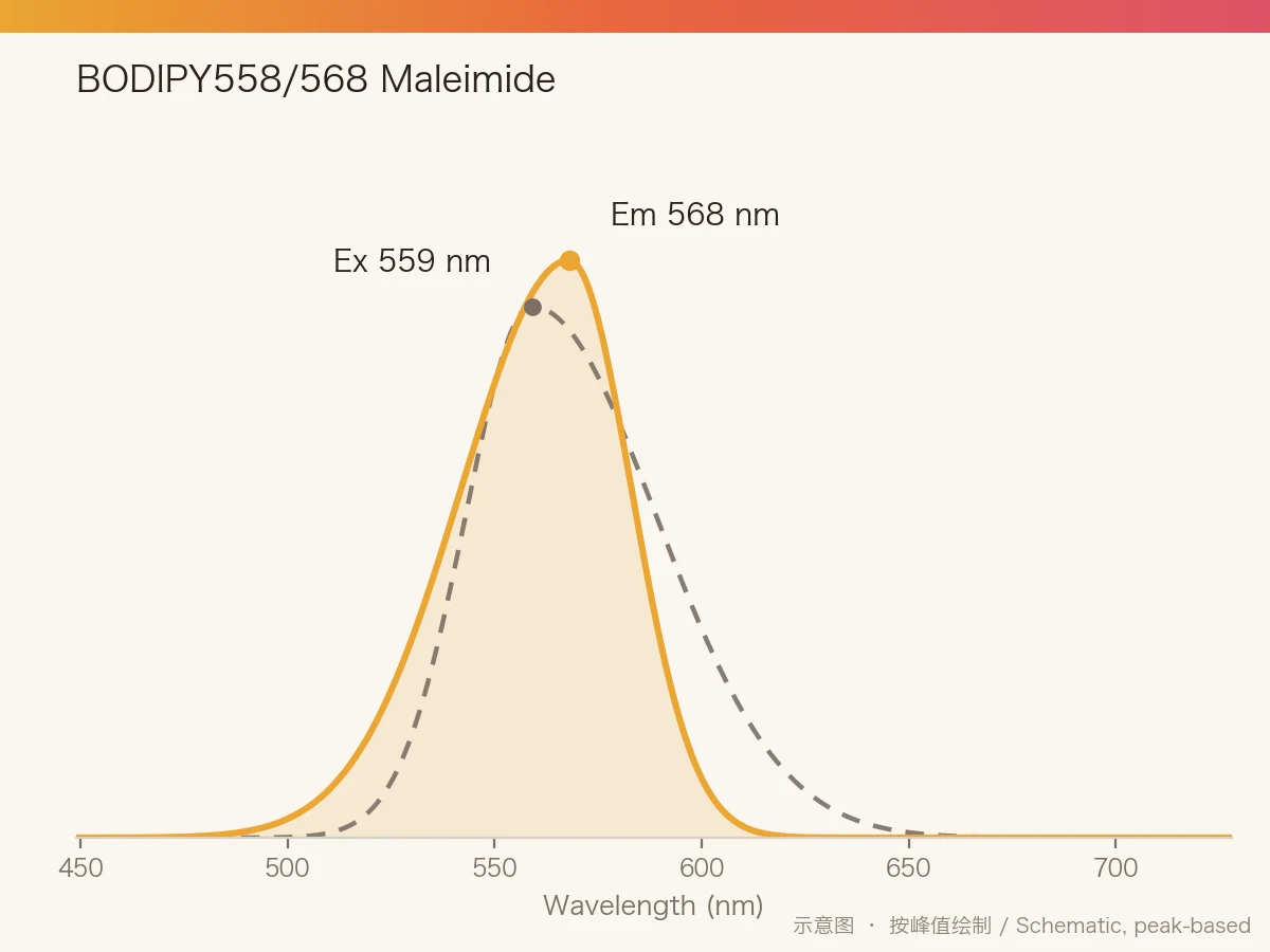 BODIPY558/568 Maleimide 的激发/发射光谱示意图