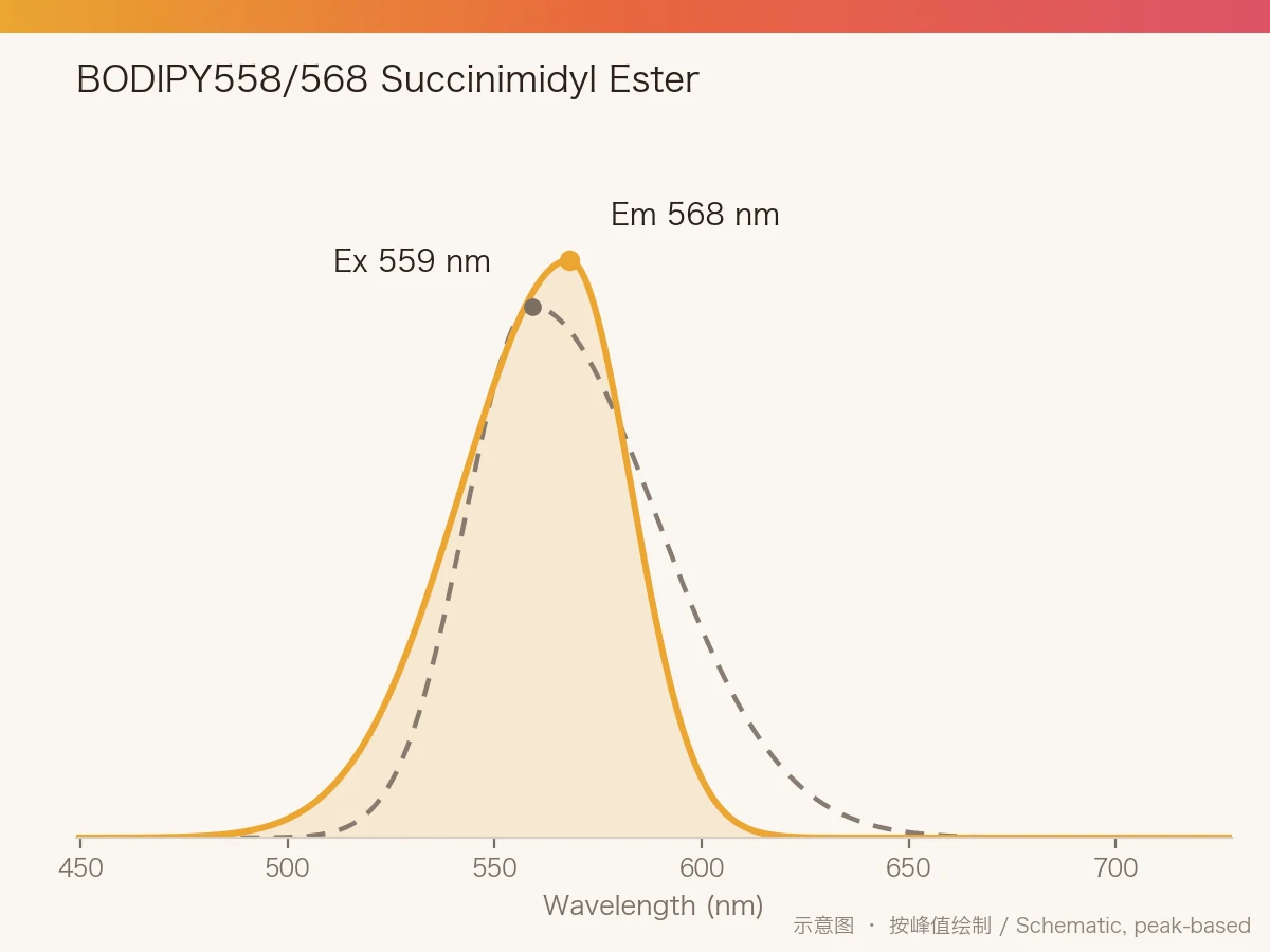 BODIPY558/568 Succinimidyl Ester 的激发/发射光谱示意图