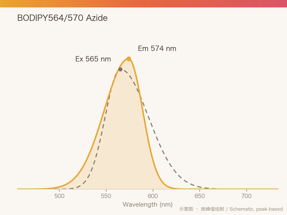 BODIPY564/570 Azide 的激发/发射光谱示意图