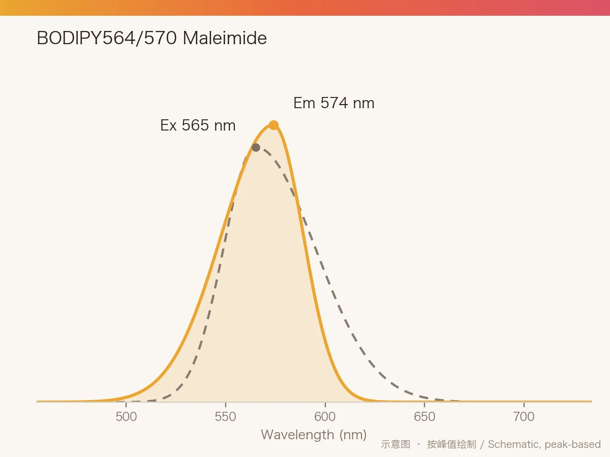 BODIPY564/570 Maleimide 的激发/发射光谱示意图
