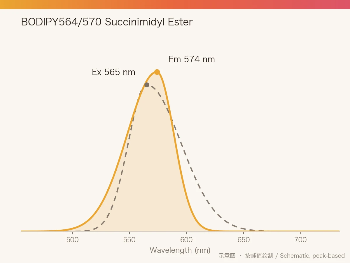 BODIPY564/570 Succinimidyl Ester 的激发/发射光谱示意图