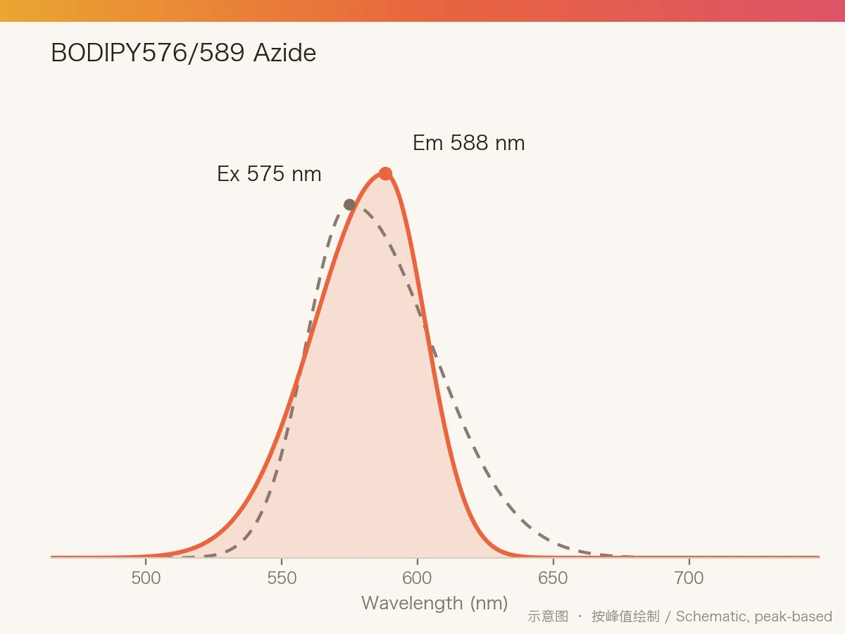 BODIPY576/589 Azide 的激发/发射光谱示意图