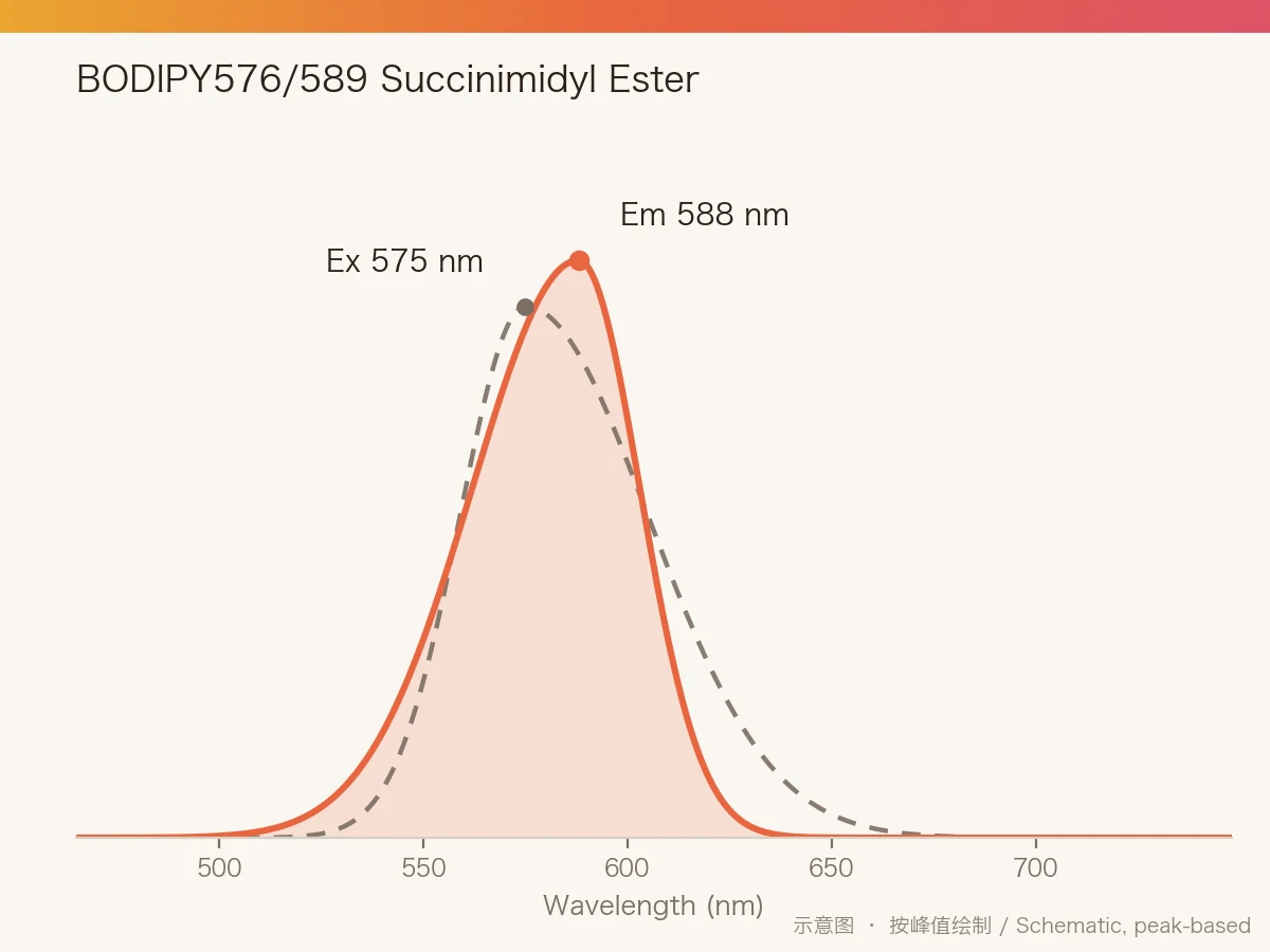 BODIPY576/589 Succinimidyl Ester 的激发/发射光谱示意图