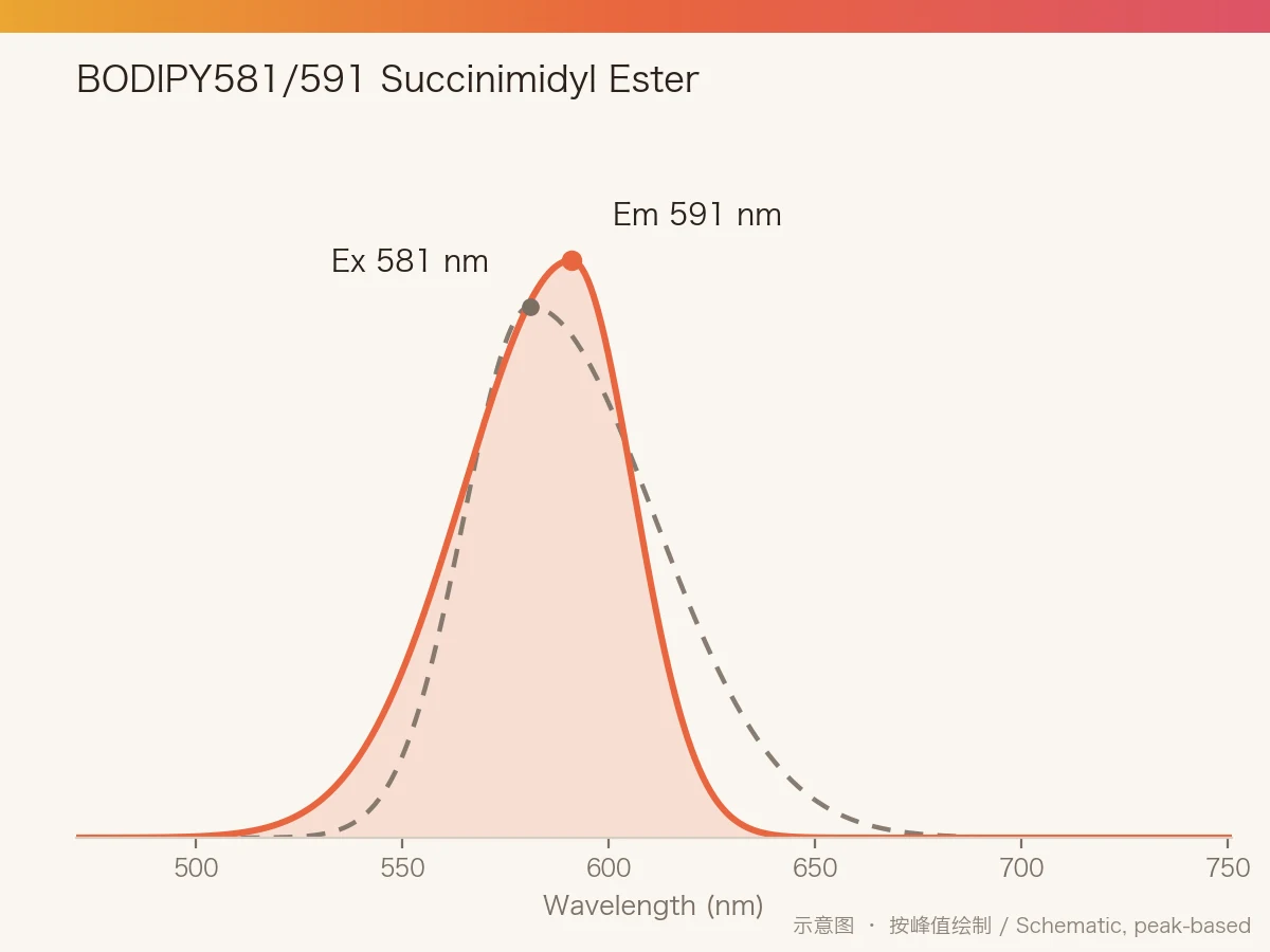 BODIPY581/591 Succinimidyl Ester 的激发/发射光谱示意图