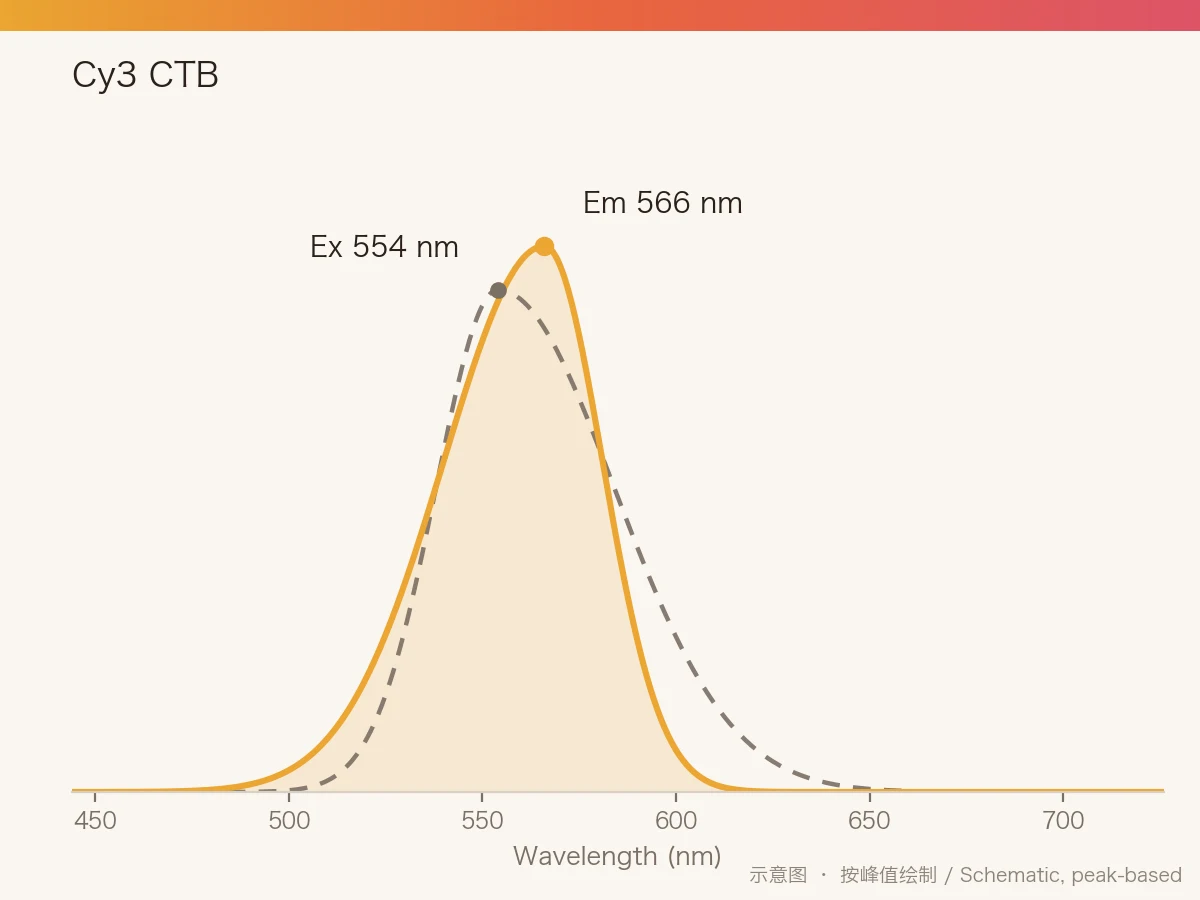 Cy3 CTB 的激发/发射光谱示意图