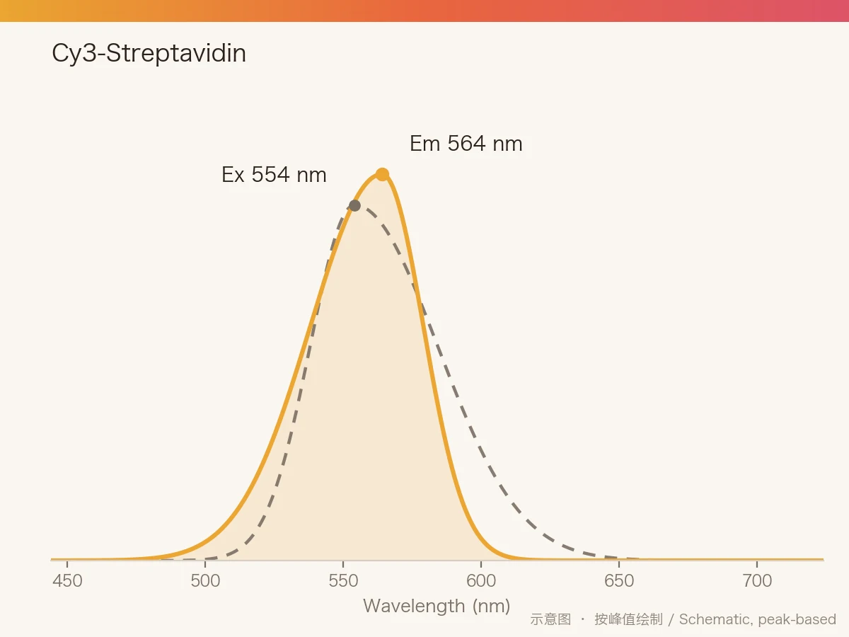 Cy3-Streptavidin 的激发/发射光谱示意图