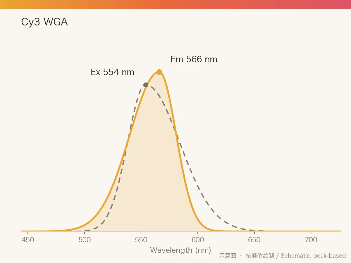 Cy3 WGA 的激发/发射光谱示意图