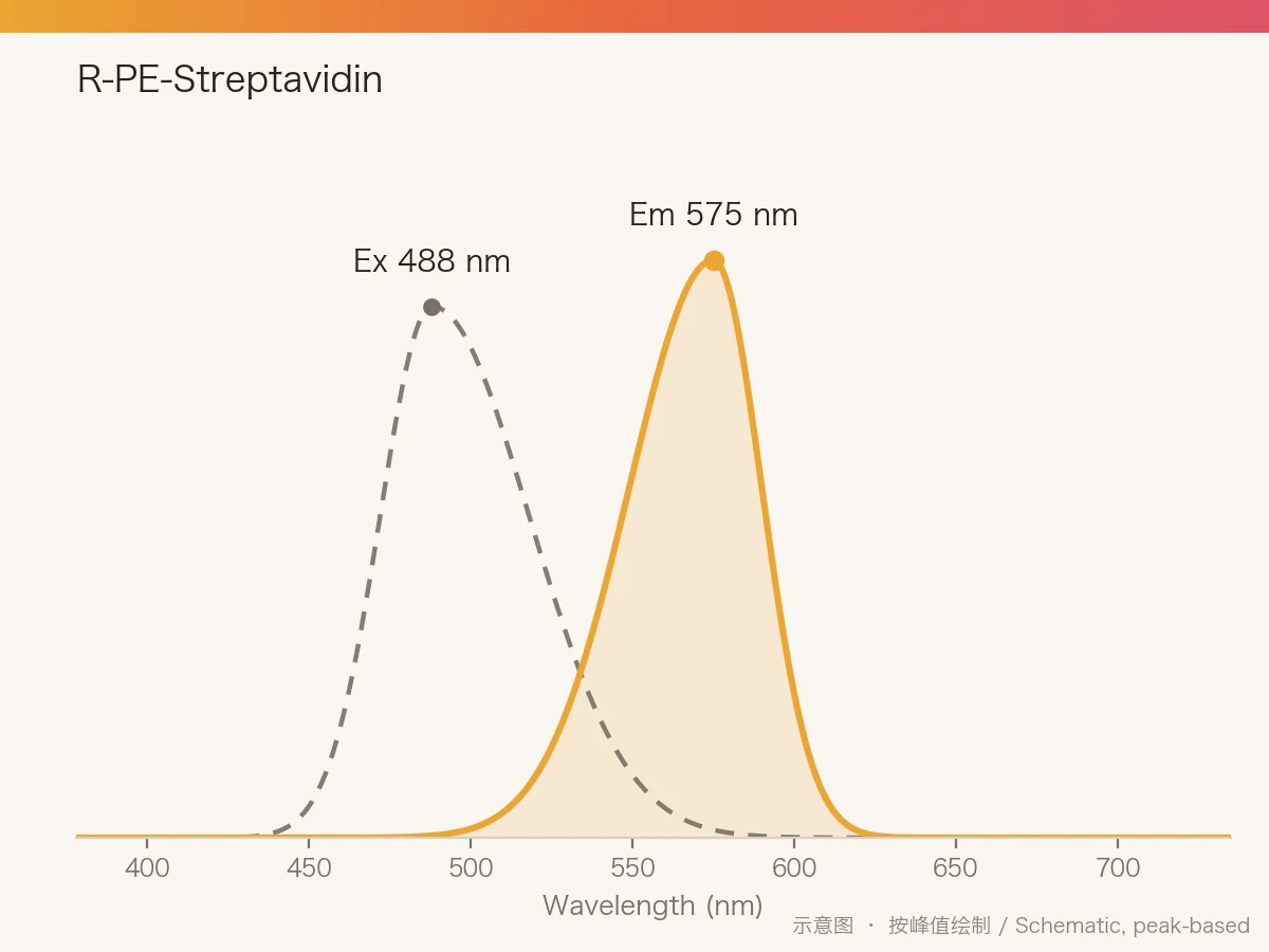 R-PE-Streptavidin 的激发/发射光谱示意图