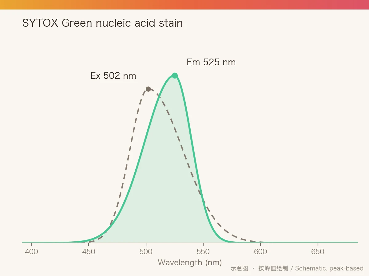 SYTOX Green nucleic acid stain 的激发/发射光谱示意图