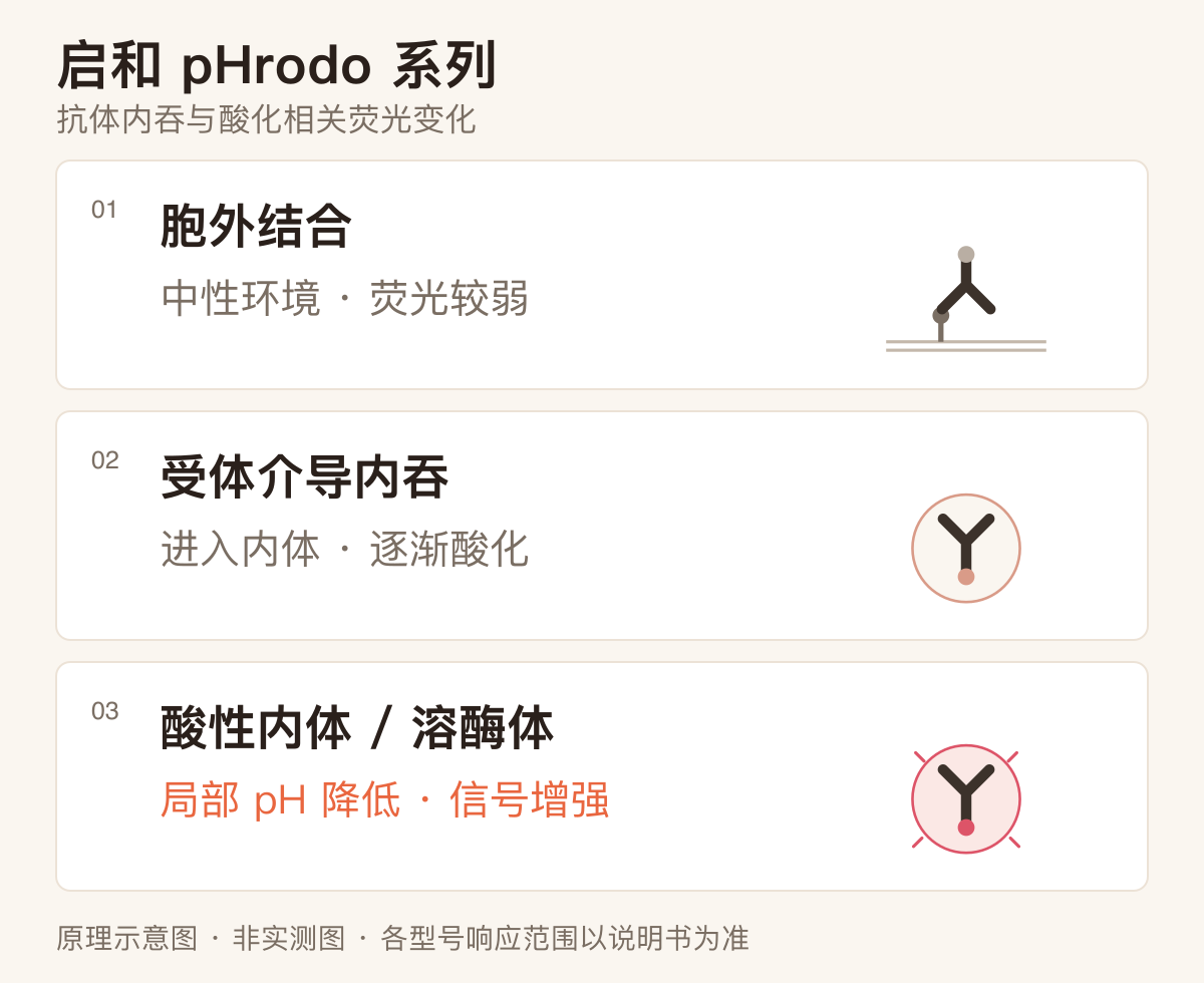 抗体从胞外结合、受体介导内吞到酸性区室荧光增强的原理示意