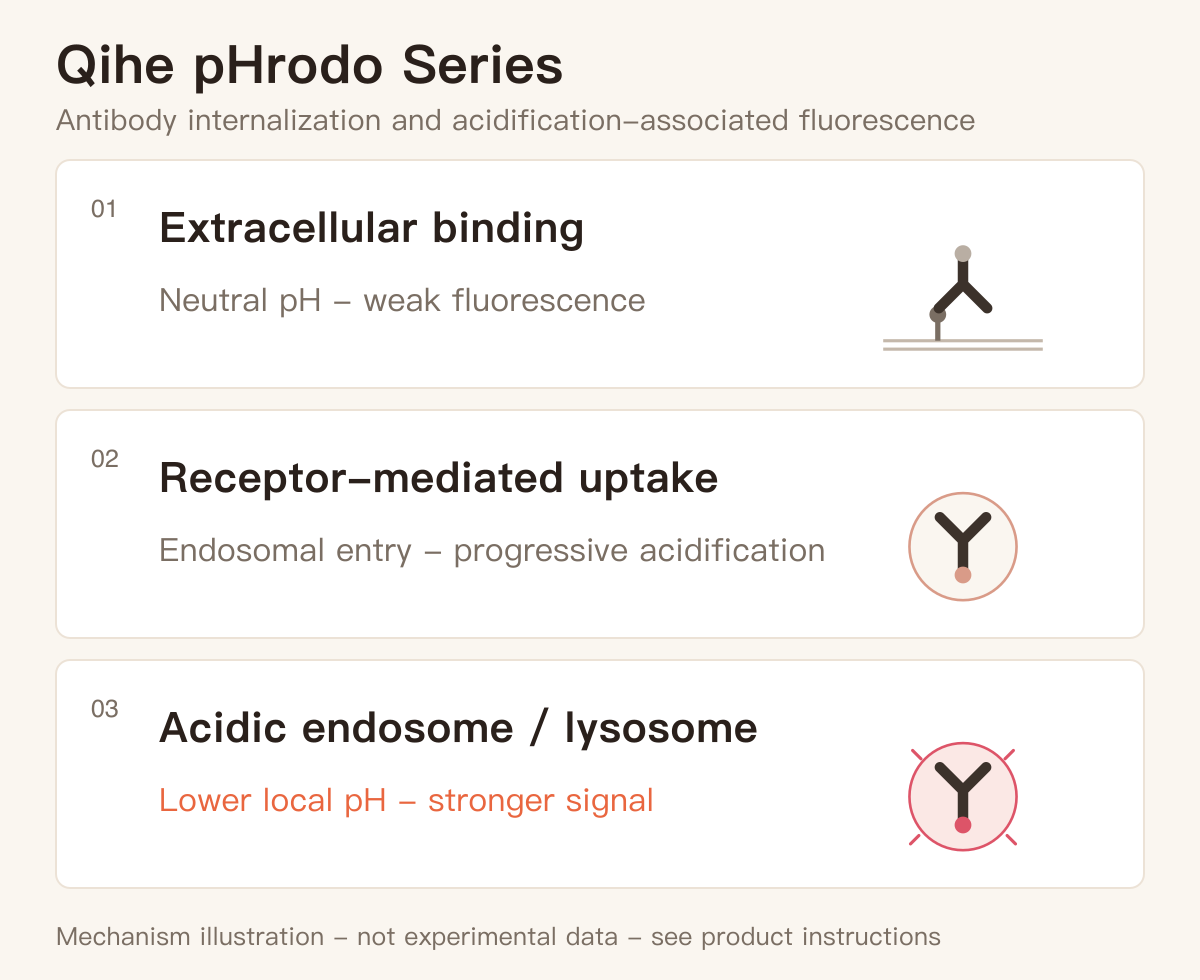Illustration of antibody binding, receptor-mediated uptake and enhanced fluorescence in acidic compartments
