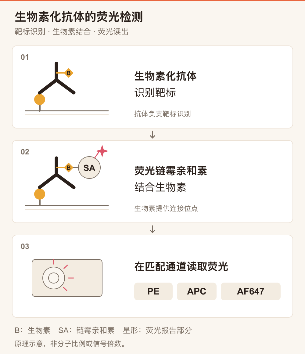 生物素化抗体先识别靶标,荧光链霉亲和素再通过生物素连接到抗体,最后在匹配的仪器通道中读取荧光。